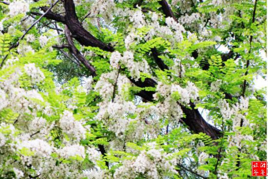 2016德州临邑槐花节在哪里_2